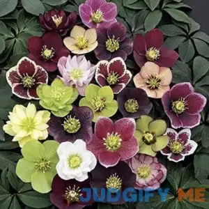 3 Containers of Mixed Lenten Rose/Hellebore in 2.5 Inch Pots- Great for Fall Planting!