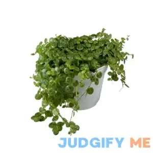 String of Turtles Succulent: Live House Plant