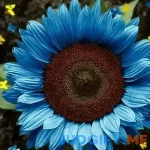 50pcs Midnight Oil Blue Sunflower Seeds Rare and Beautiful Black Hybrid Organic Sunflowers