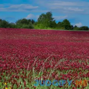 Outsidepride Crimson Clover Seed for Pasture