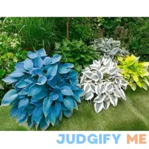 Slug Resistant Hosta Collection 5 Per Package Purple White