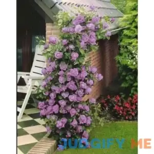 10 Purple Climbing Rose Rosa Bush Vine Climber Fragrant Flower Seeds