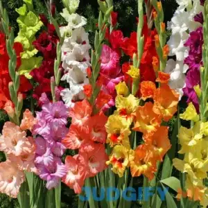 Mixed Gladiolus Value Bag | Holland Bulb Farms