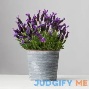 Lavender Blooming Plant | Large - 10-12" H