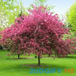 Brighter Blooms Prairifire Crabapple Tree 4-5 ft