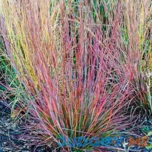 Standing Ovation Little Bluestem