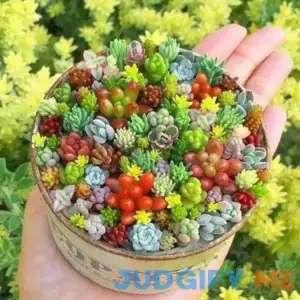 200pcs Rare Beautiful Mixed Mini Succulents Seeds for Planting