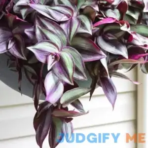 Purple Wandering Jew Live Plant Cuttings Cuttings Tradescantia Zebrina Live Plant for Growing Indoor
