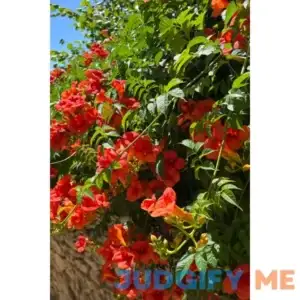 Trumpet Vine Buy 1 Get 1 Free