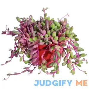 4" Ruby Necklace Othonna capensis L.H.Bailey Rare Purple Hanging Trailing Succulent Fully Rooted in Pots