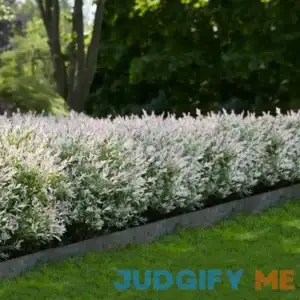 6-Pack (Tri-Color Dappled Willow