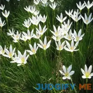 10pcs Calanthe Rain Lily Snowdrop Bulbs Hardy Perennial Orchid Flowering Bulbs for Garden Indoor/Outdoor Ornamental Plant