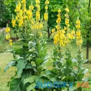 Mullein Seeds - Heirloom Seeds