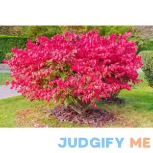 1 Gal. Dwarf Burning Bush Shrub