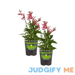Bonnie Plants 19.3 oz. Pineapple Sage