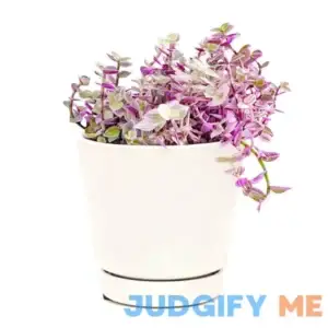 Succulents Box Callisia Repens Pink Lady Buy Pink Panther Plant Online