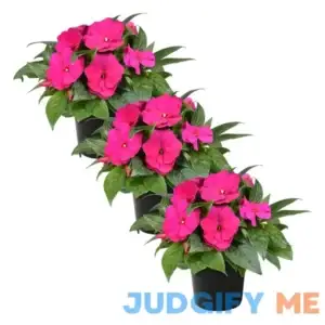 Live New Guinea Impatiens Plant Shades Beautiful Flowering Shade Flowers