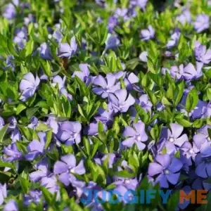 Vinca Minor Periwinkle Vine