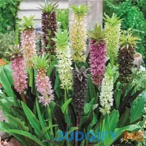 Breck's Pineapple Lily Mixture Dormant Flowering Bulbs 05005