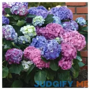 Hydrangea 'LA Dreamin' 3pc National Plant Network
