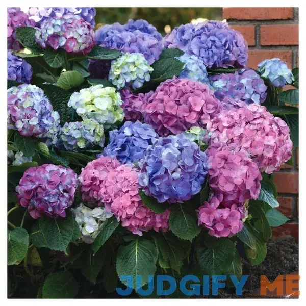Hydrangea 'LA Dreamin' 3pc National Plant Network Hydrangea 'LA Dreamin' 3pc National Plant Network