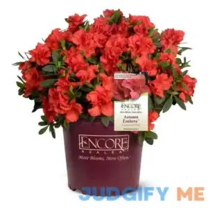 ENCORE AZALEA Autumn Embers Shrub Flowers