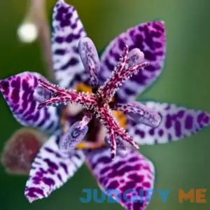 Blue Wonder Toad Lily