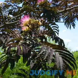 Summer Chocolate Mimosa Tree