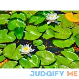 Lily Pads Buy 1 Get 1 Free