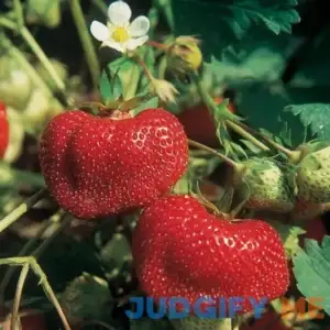 Ozark Beauty Strawberry Everbearer (25 Pack)