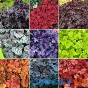 CHUXAY GARDEN Mix Coral Bells Seed