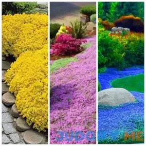 "Colorful Mix of 3000+ Heirloom Thymus Serpyllum Seeds for Easy Ground Cover Planting