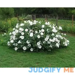Fragrant Moonflower Bush! 20 Seeds ! This Will Slow Down Traffic! Comb.s/h! by payneandjesus