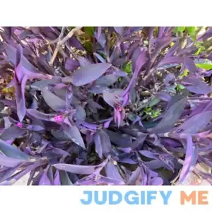 5 Jew cuttings Purple Heart Wandering Tradescantia Pallida Purpurea 4"-6" Long
