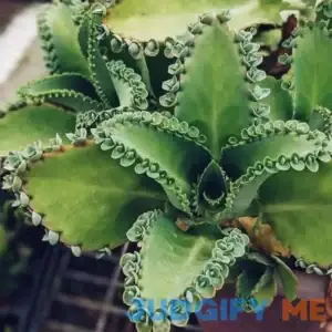 5 Live Kalanchoe Plants Mother of Thousands Mexican Hat Succulent Rooted Plants