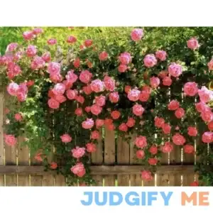 5 Pink Climbing Rose Rosa Bush Vine Climber Fragrant Butterfly Flower Seeds