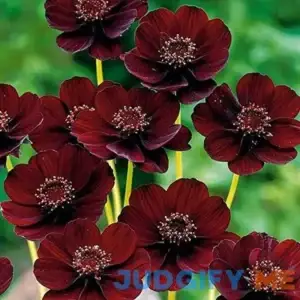 50 Seeds Chocolate Cosmos - Blooms All Summer Long And Has Rich Scent Like Chocolate