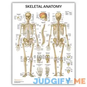 Anatomy Lab Skeletal System Laminated Poster