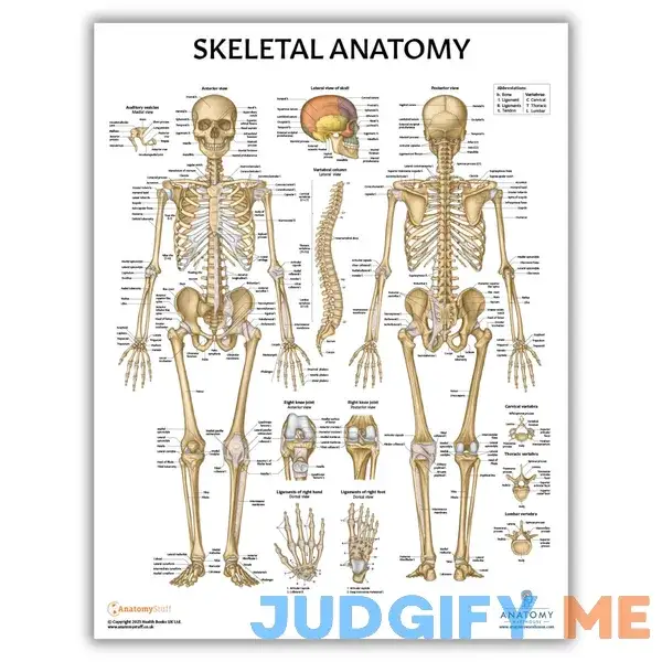 Anatomy Lab Skeletal System Laminated Poster Anatomy Lab Skeletal System Laminated Poster