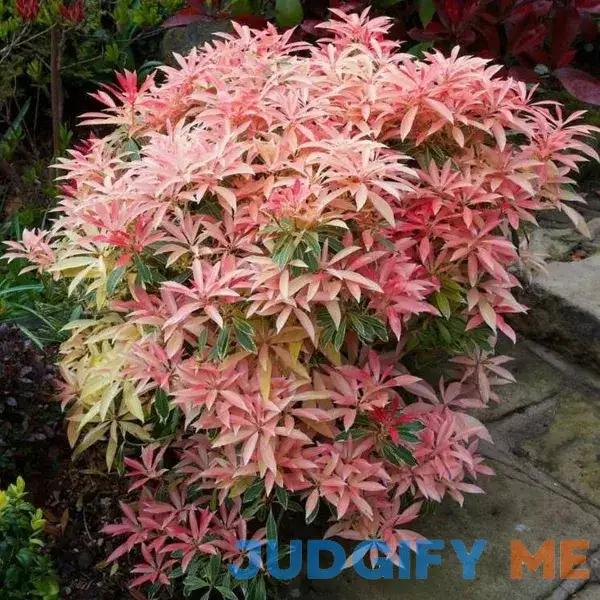 Pieris Flaming Silver - 1 Gallon Pot - Deer-Resistant Pieris Flaming Silver - 1 Gallon Pot - Deer-Resistant
