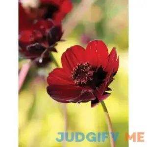 Burpee Cosmos Choca Mocha 1 Plant