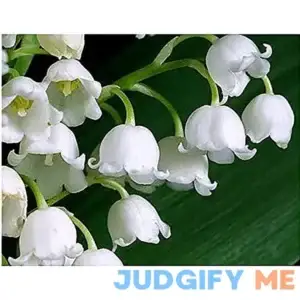 10 Very Large Plump Lily of The Valley Plant Pips with Roots