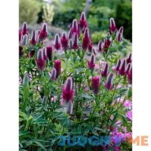 Trifolium Rubens Perennial Plant by Bluestone Perennials