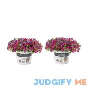 Better Homes & Gardens 3QT Calibrachoa Live Pot