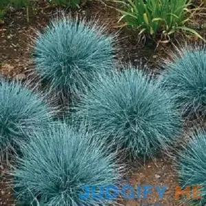 100 Pcs Blue Fescue Ornamental Grass/Perennial Festuca/Drought Tolerant/Sun or Shade