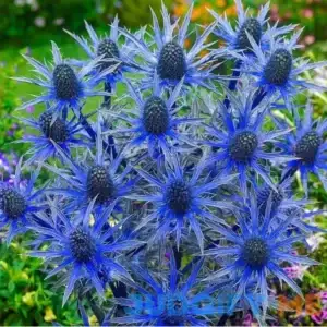 Votaniki Blue Sea Holly Large Root Start Attracting Butterflies Perennials
