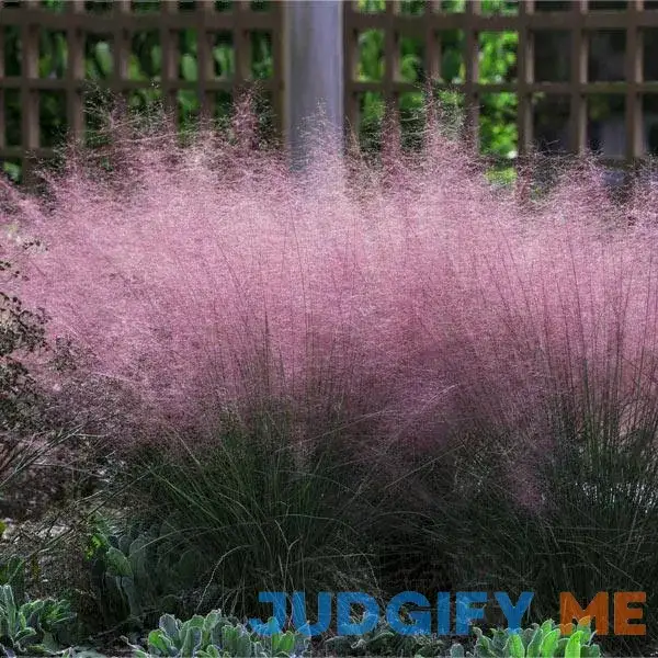 Pink Muhly Grass Pink Muhly Grass