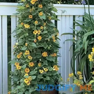 Park Seed Black-Eyed Susan Vine Seeds