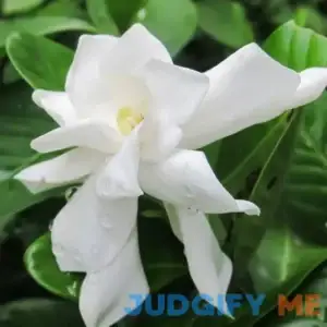 Frost Proof Gardenia Shrub/Bush