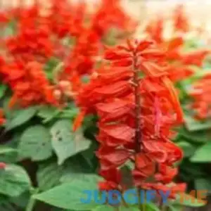 Outsidepride Perennial Salvia Coccinea Sage Scarlet Wild Flowers Attracting Beneficial Insects Hummingbirds